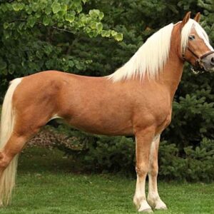 Haflinger Horse For Sale