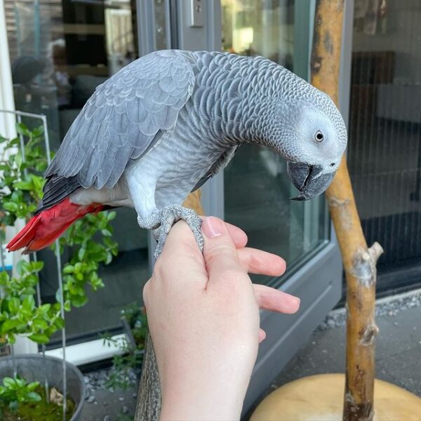 African Grey Parrot for sale