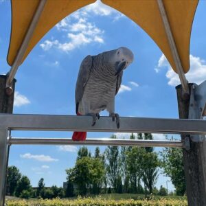 African Grey Parrot for sale