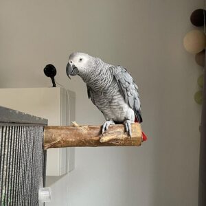 African Grey Parrot for sale