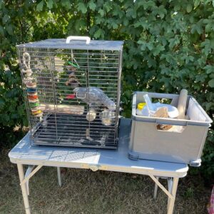 African Grey Parrot for sale