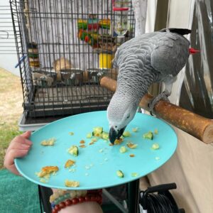 African Grey Parrot for sale