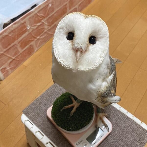 Barn Owl for sale