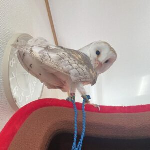 Barn Owl for sale