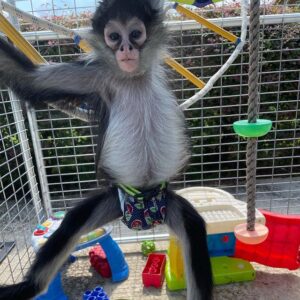 Spider Monkey for sale