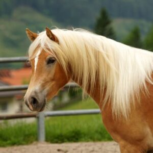 Haflinger Horse For Sale