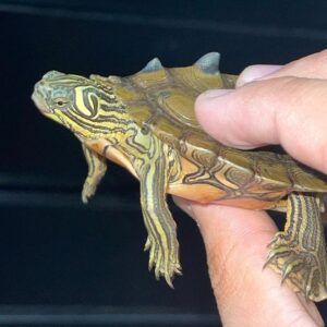 Mississippi Map Turtle for sale