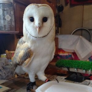 Barn Owl for sale