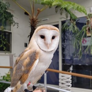 Barn Owl for sale