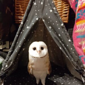 Barn Owl for sale