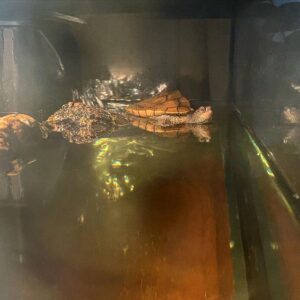 Mississippi Map Turtle for sale