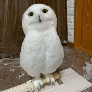 Snowy Owl for sale