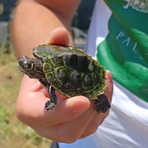 Mississippi Map Turtle for sale