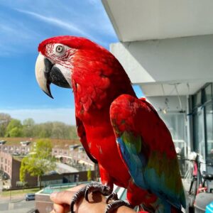 Macaw Parrot for sale