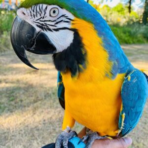 Macaw Parrot for sale