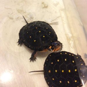 Spotted Turtle for sale