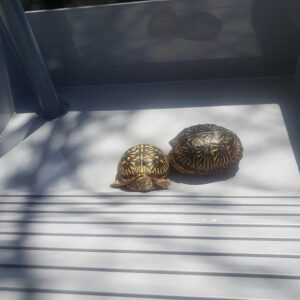 Spotted Turtle for sale