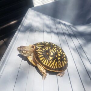 Spotted Turtle for sale