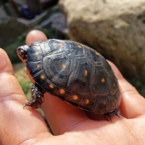 Spotted Turtle for sale