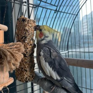 Cockatiel Parrot for sale