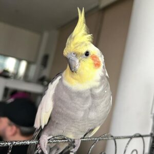 Cockatiel Parrot for sale