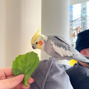 Cockatiel Parrot for sale