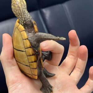 Common Musk Turtle for sale