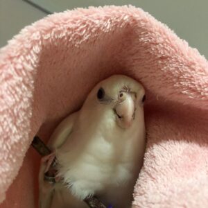 Cockatiel Parrot for sale